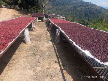 Natural Bolivian Pacamara - Medium Roast - Whole Bean