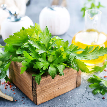 Parsley Dark Green Italian