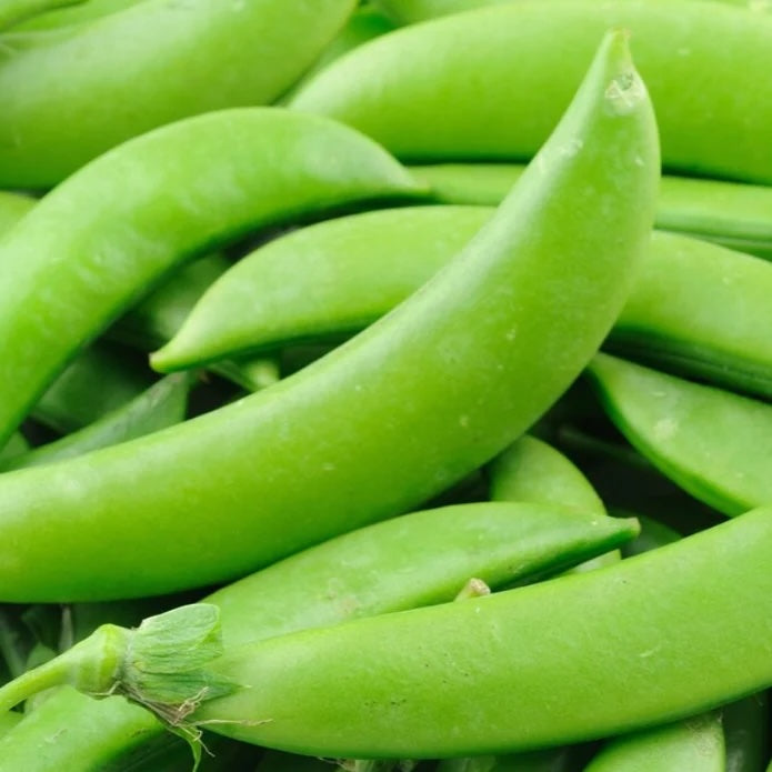 Sugar Snap, Pea