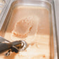 Peanut Butter Edible Cookie Dough