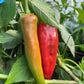 Anaheim Chile, Pepper