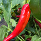 Anaheim Chile, Pepper