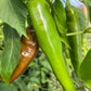 Anaheim Chile, Pepper