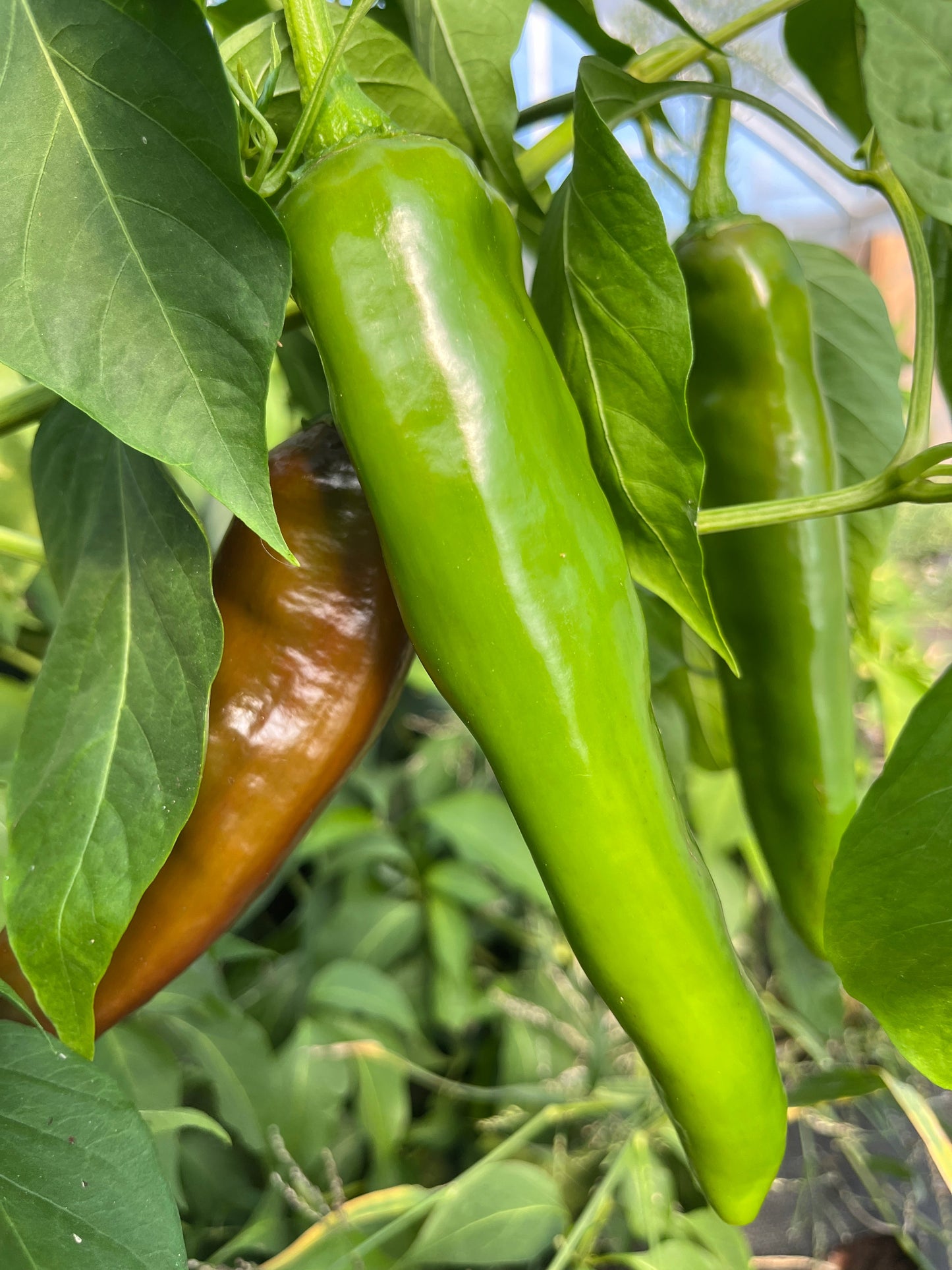 Anaheim Chile, Pepper