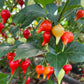 Bequinho Red, Pepper