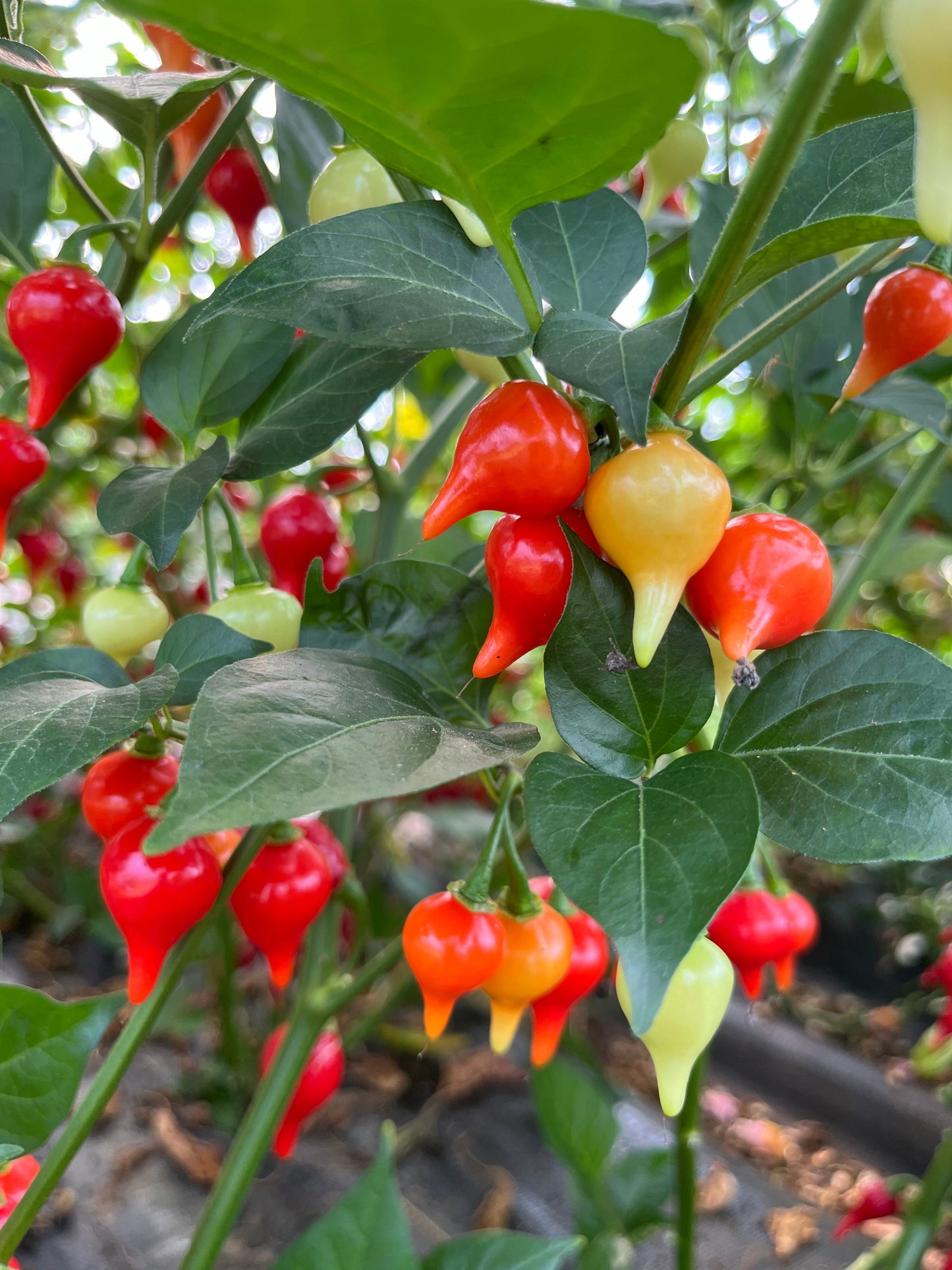 Bequinho Red, Pepper