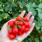 Bequinho Red, Pepper