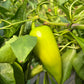 Chervena Chuska, Pepper