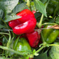 Early Red Bell, Pepper