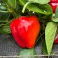 Early Red Bell, Pepper