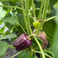 Lilac Bell, Pepper