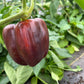 Lilac Bell, Pepper