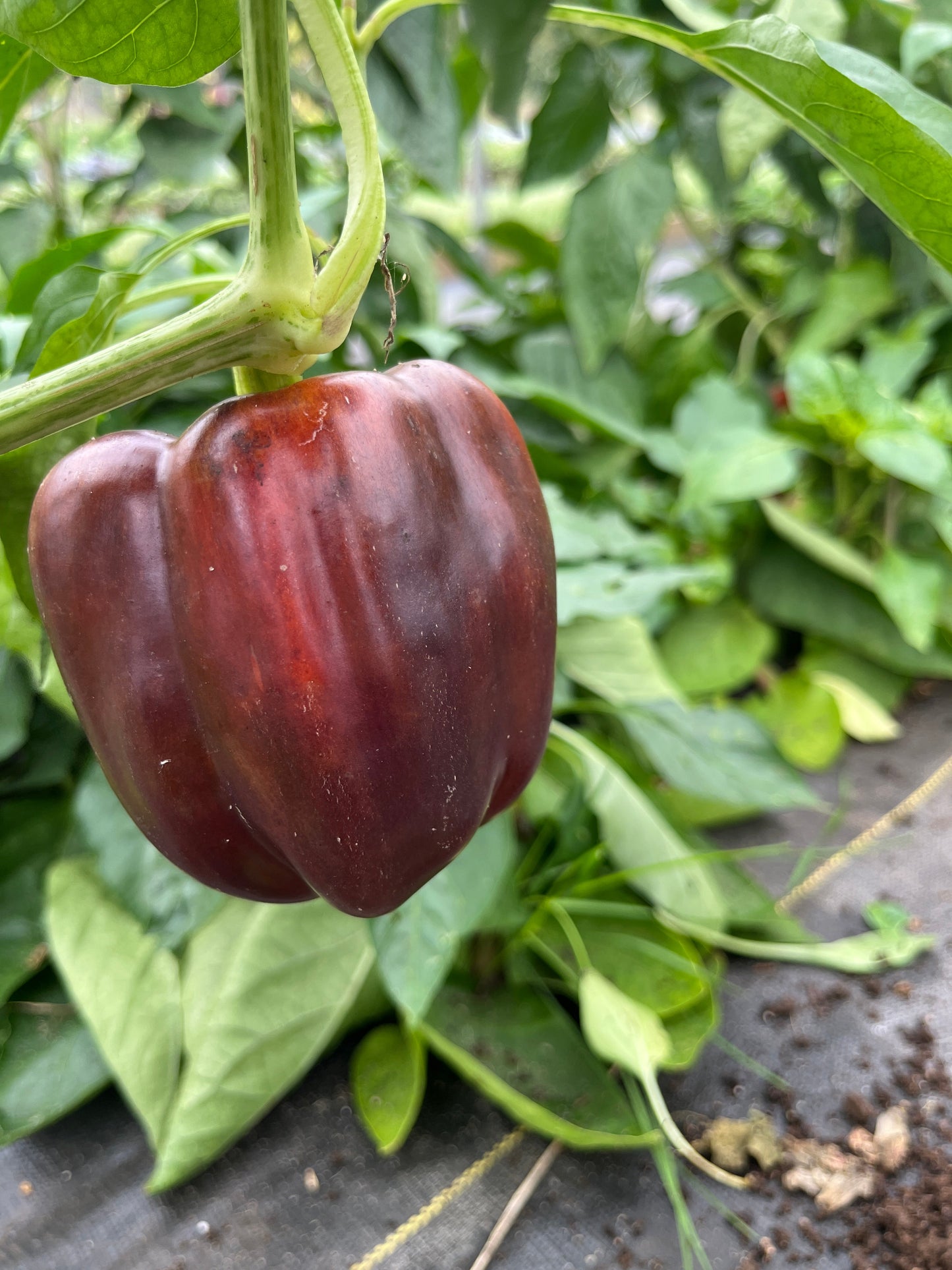 Lilac Bell, Pepper