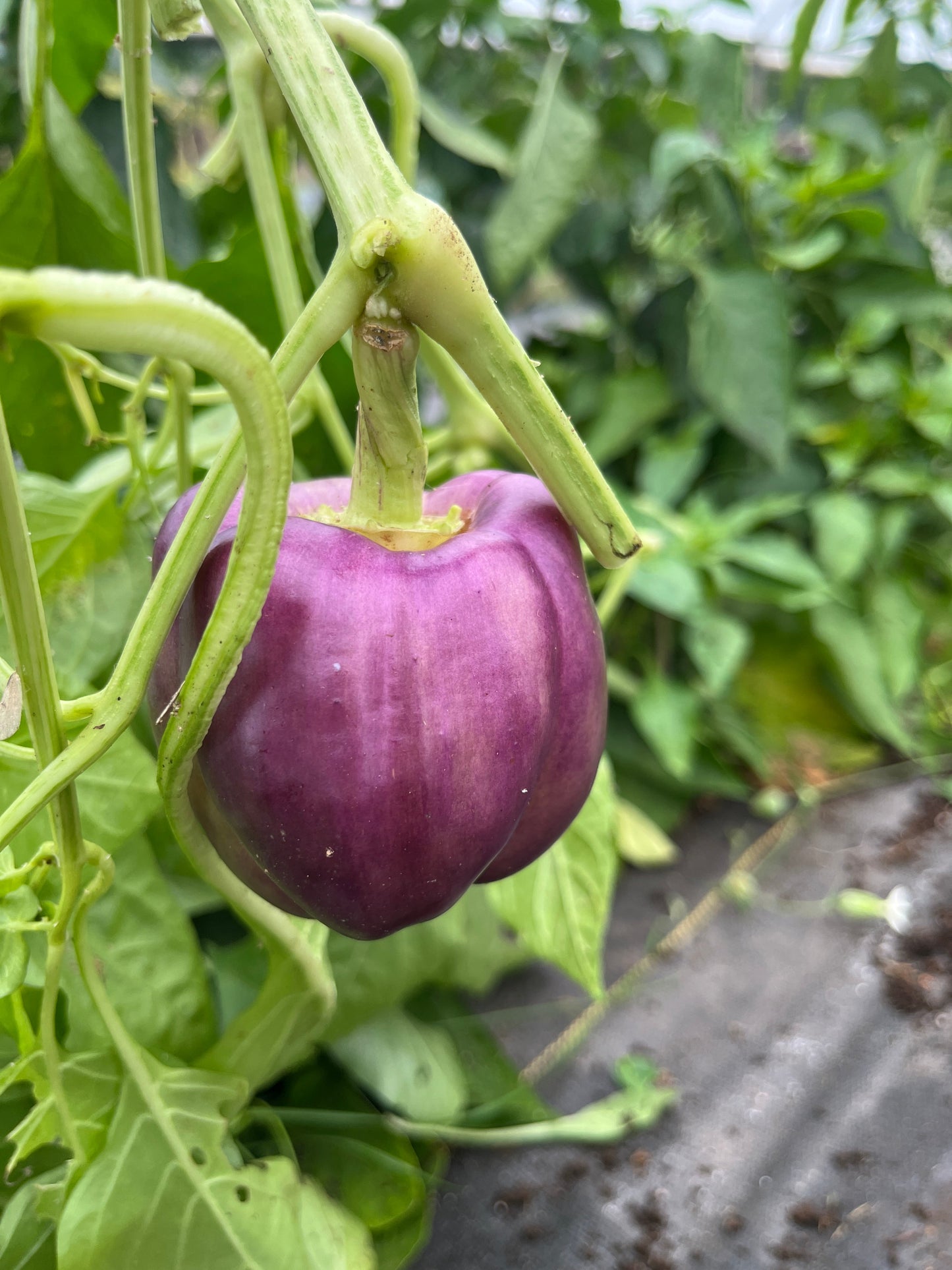 Lilac Bell, Pepper