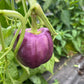The Heirloom Kitchen Garden Bundle