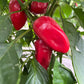 Mt. Etna, Pepper