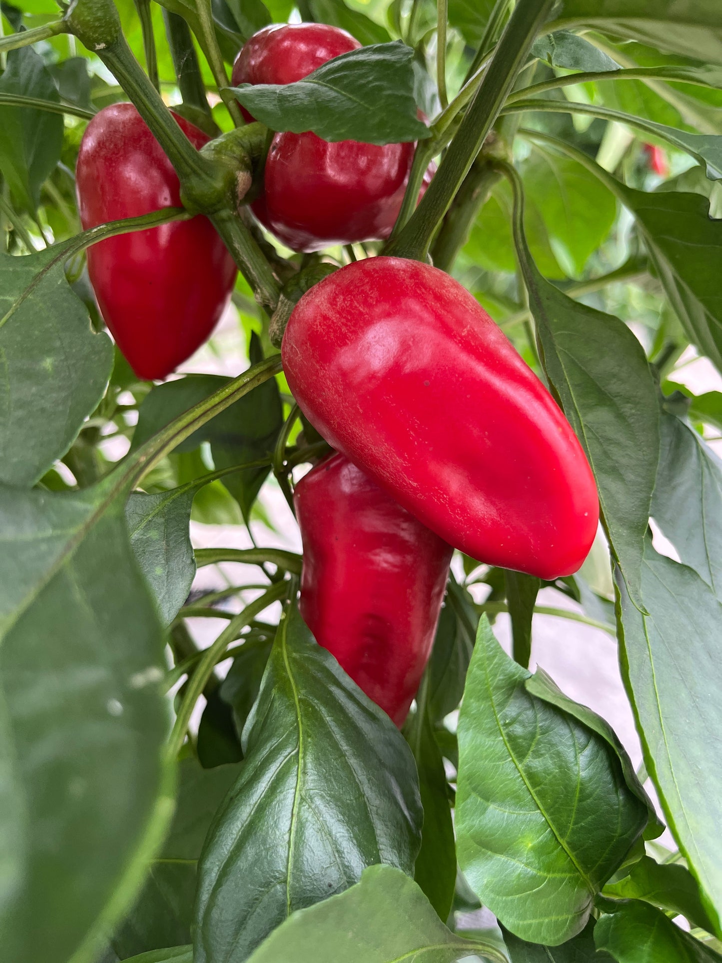 Mt. Etna, Pepper