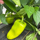 Mt. Etna, Pepper