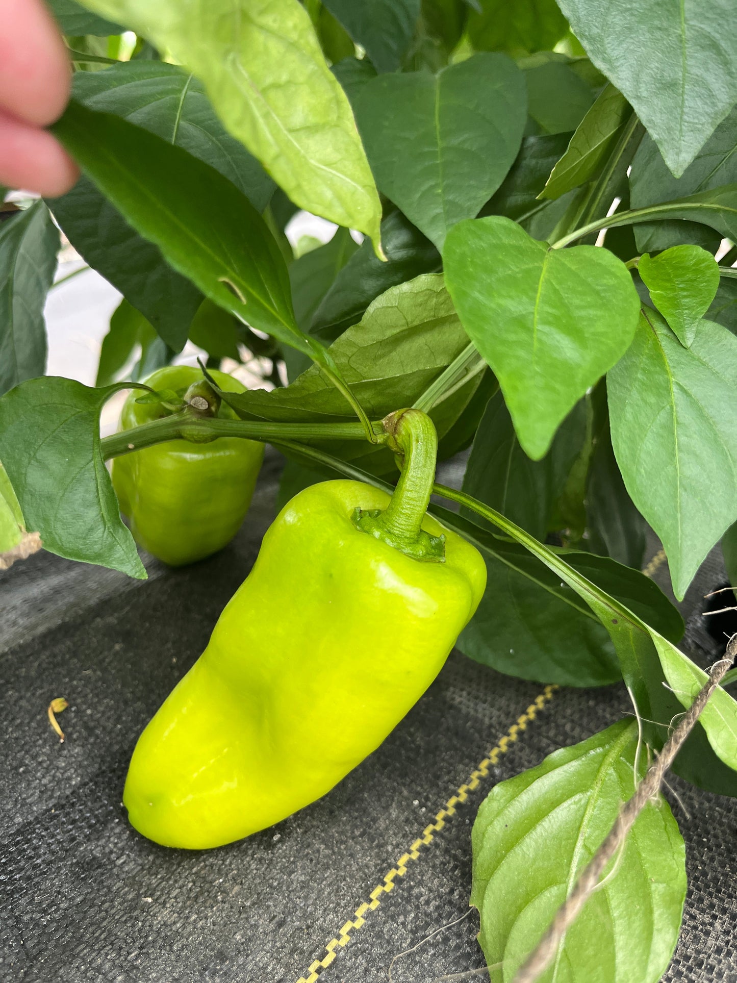 Mt. Etna, Pepper