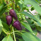 Oda, Pepper
