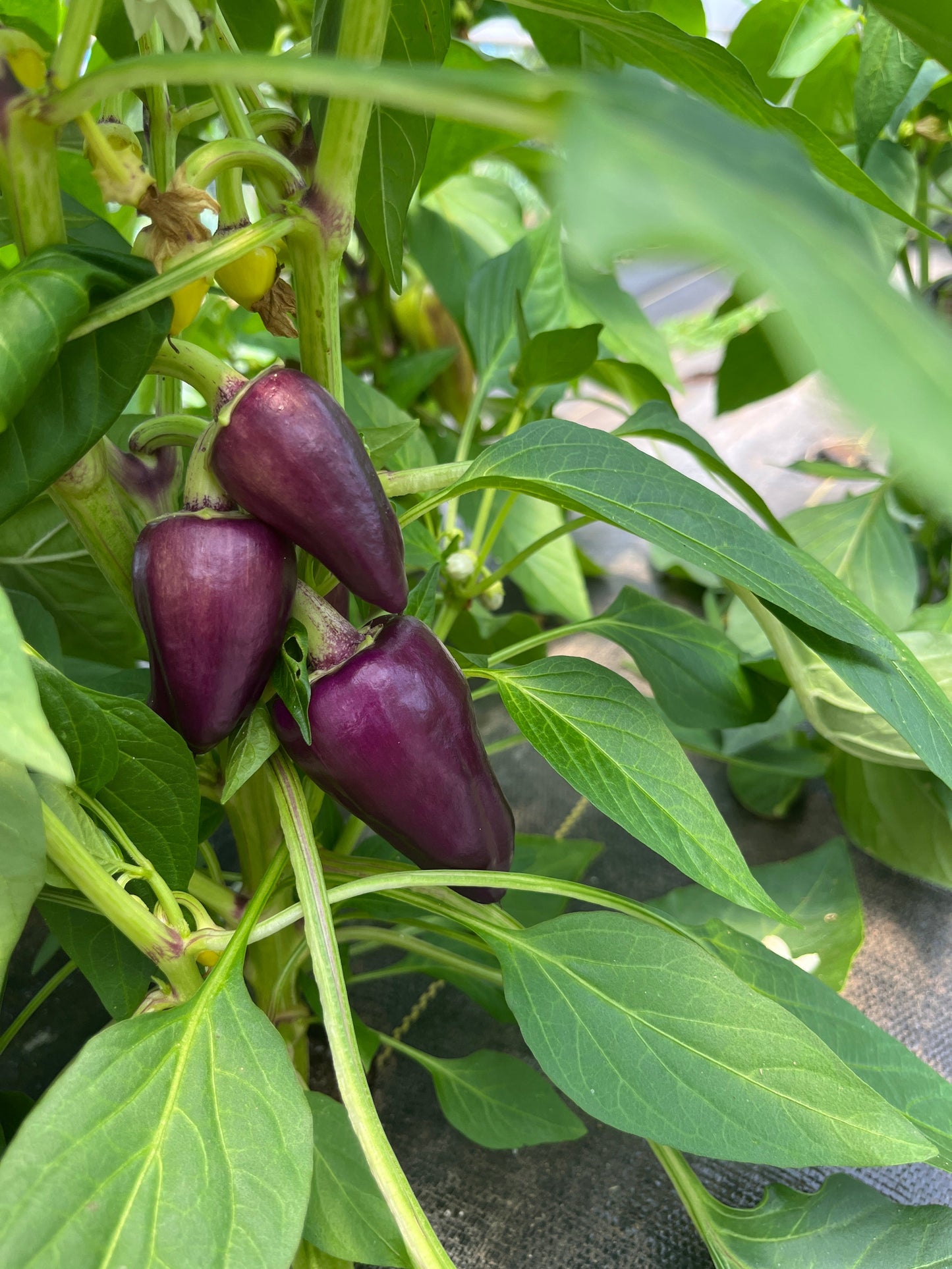 Oda, Pepper