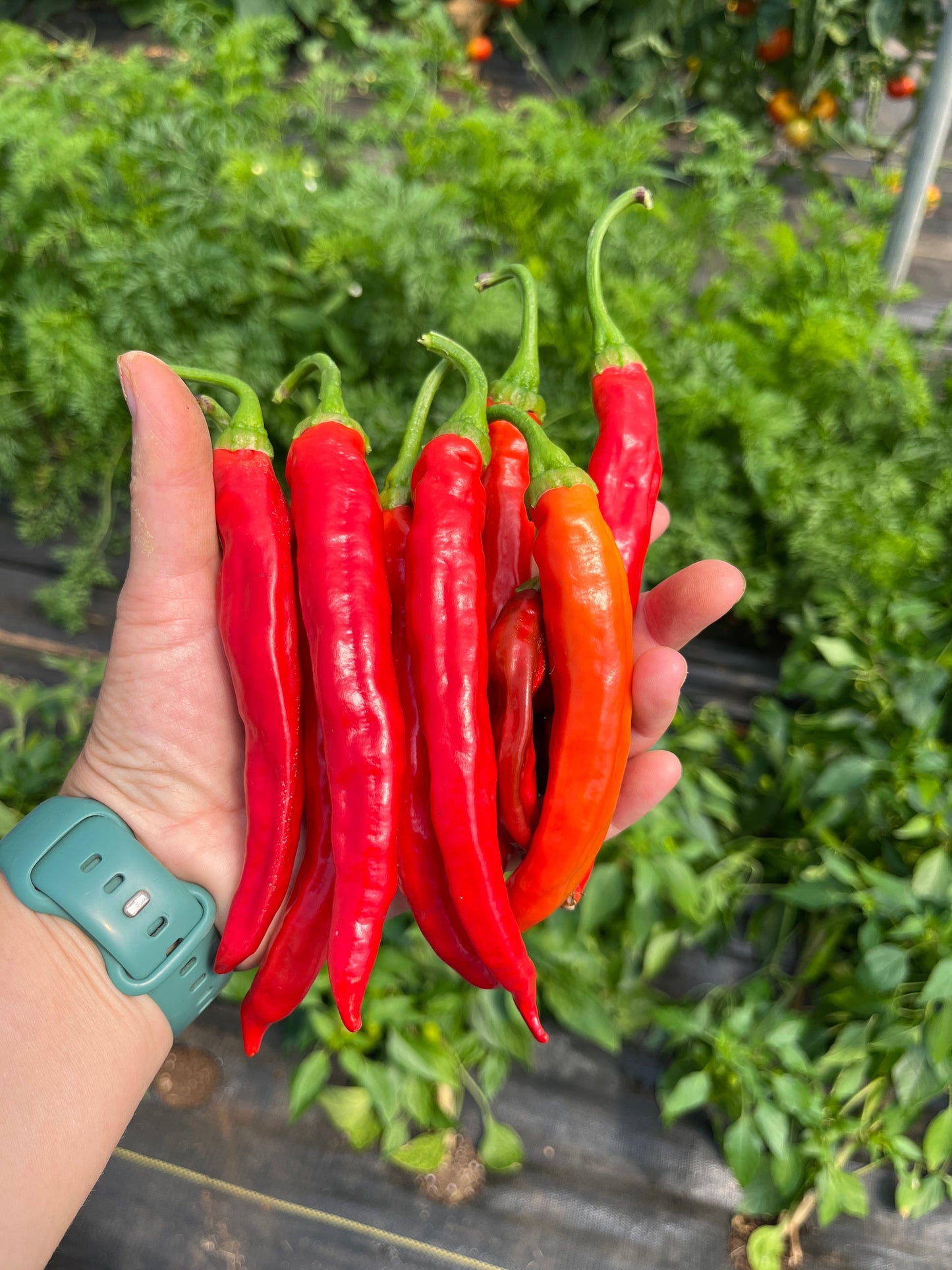 Red Rocket, Pepper