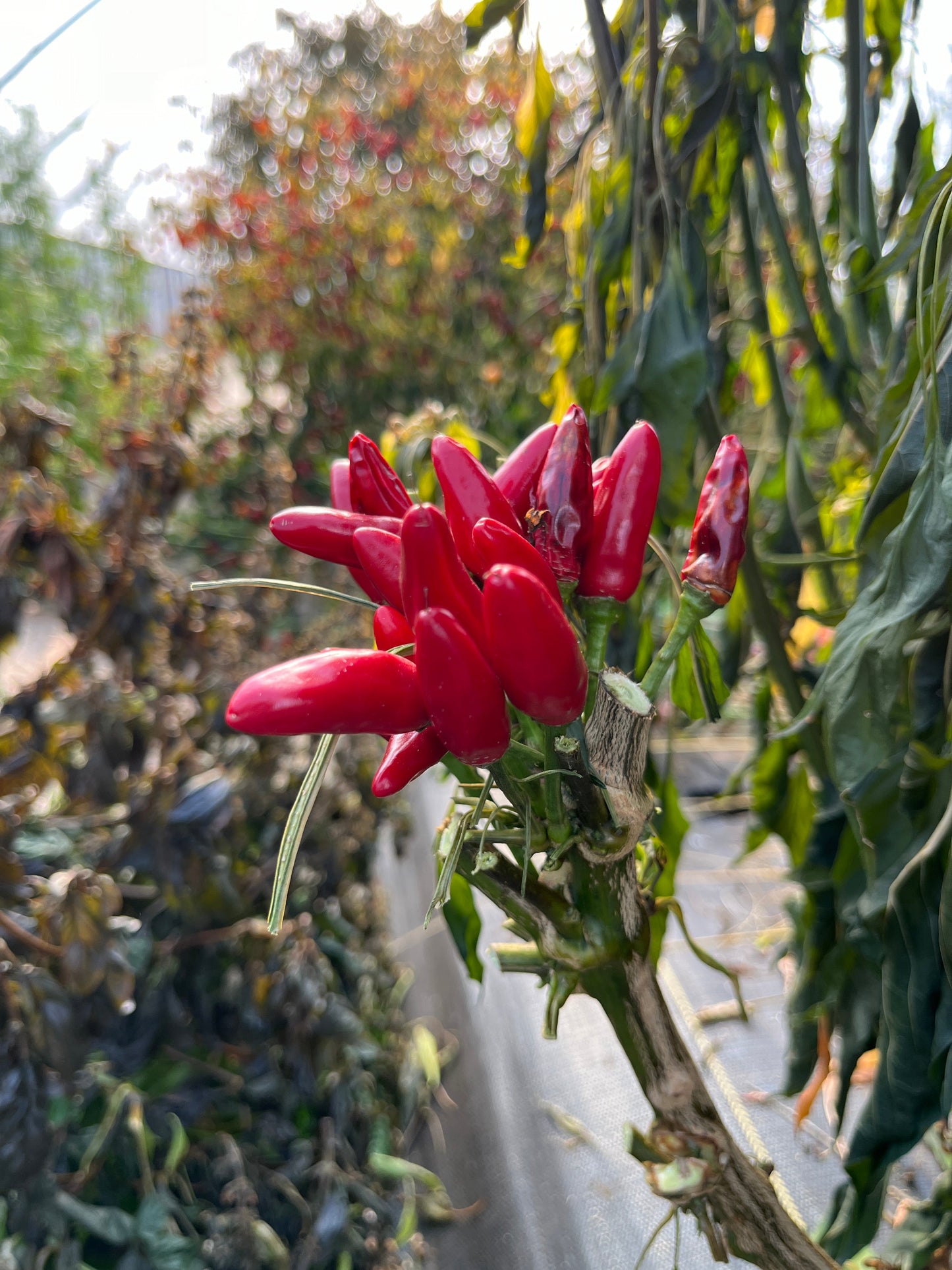 Venice Bootleg, Pepper