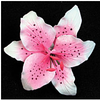 Pink Rubrum Single - Mini 72 pieces