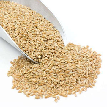 Wheat Berries, Prairie Gold (White), Certified Glyphosate Free