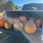 Howden, Pumpkin