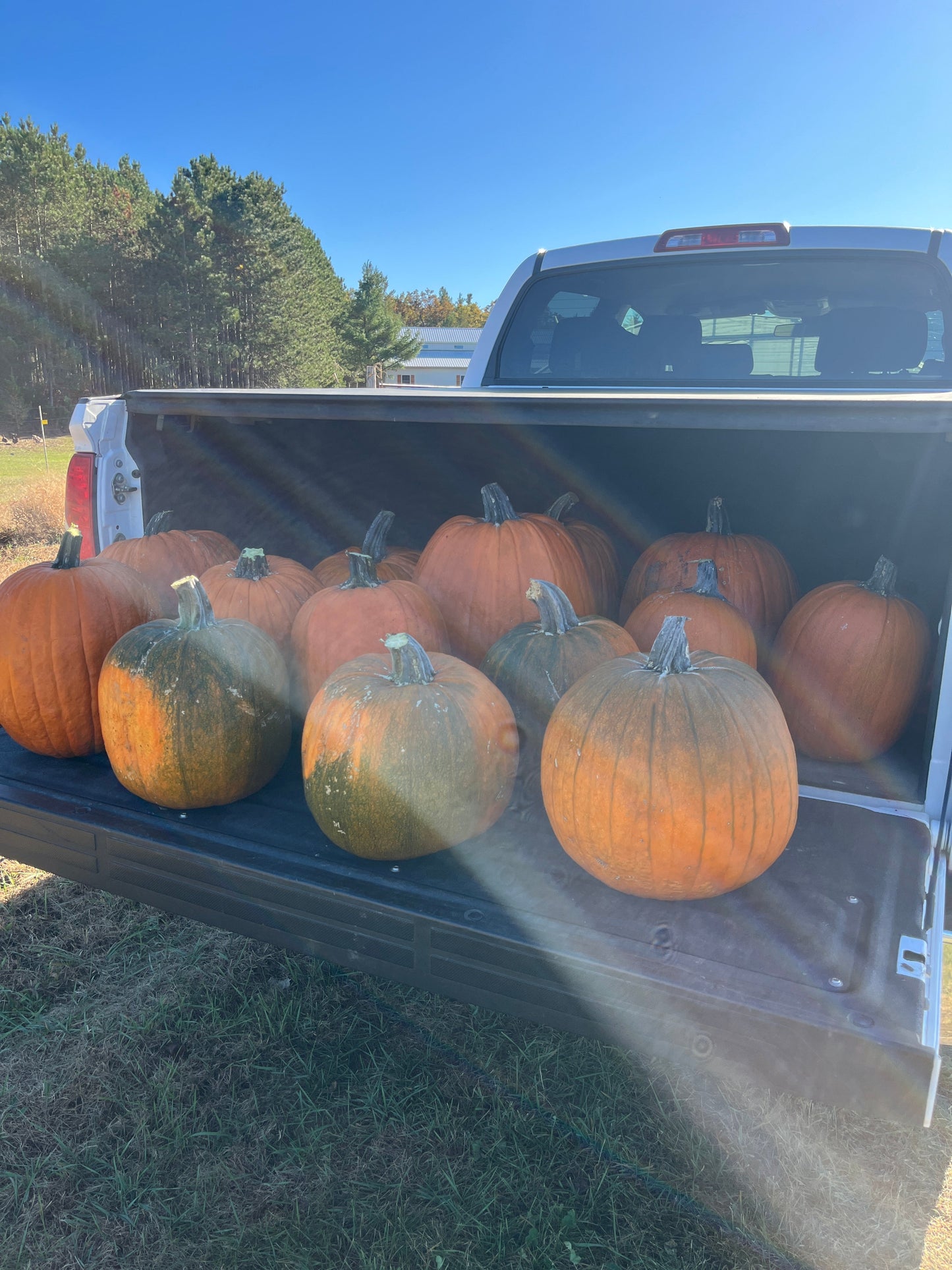 Howden, Pumpkin