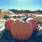 Howden, Pumpkin