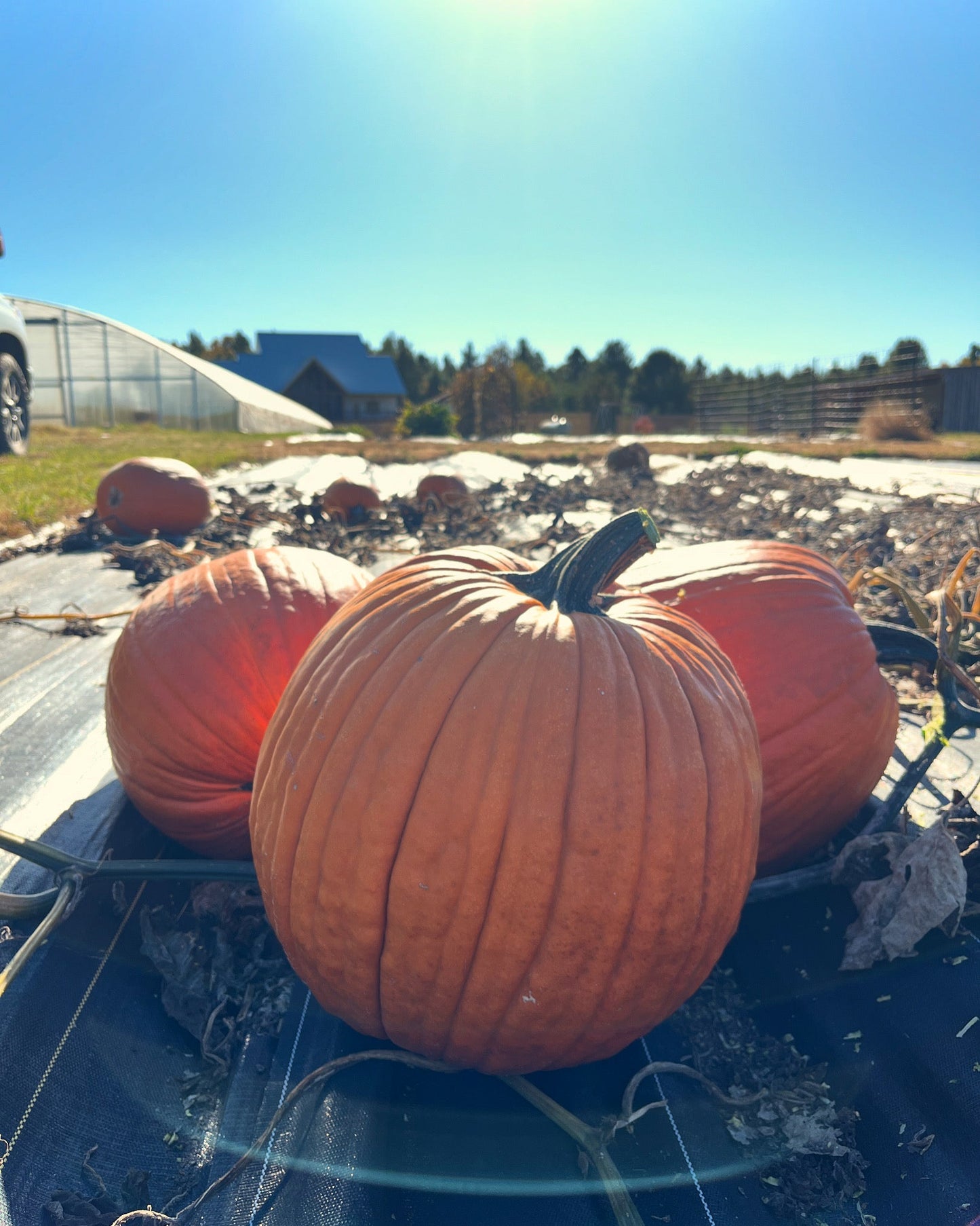 Howden, Pumpkin
