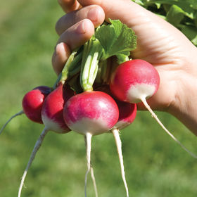Sparkler, Radish