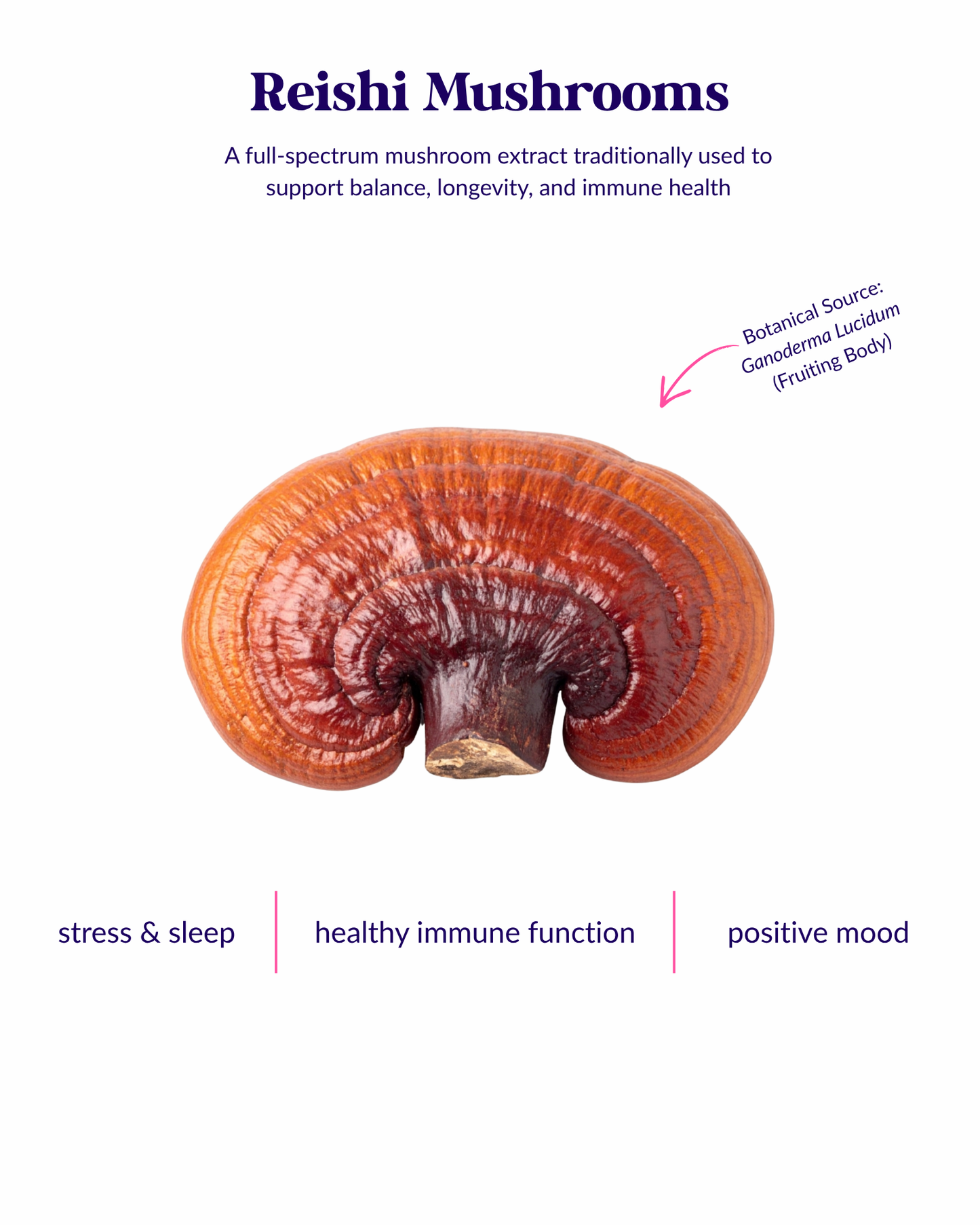 Organic Reishi WellDrops Tincture