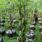 Papua New Guinea Vanilla Beans - Grade A Whole Pods