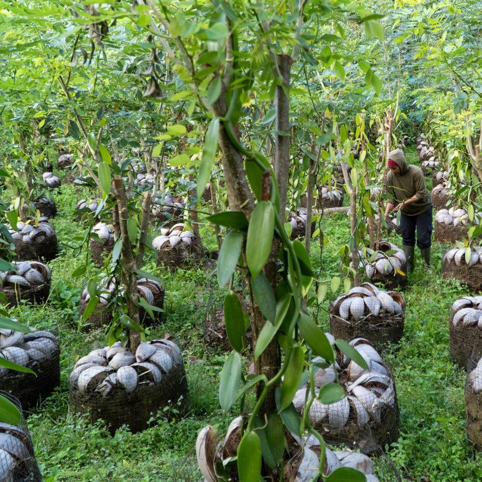 Papua New Guinea Vanilla Beans - Grade A Whole Pods