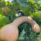 The Heirloom Kitchen Garden Bundle