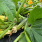 Costata Romanesco, Squash