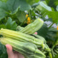 Costata Romanesco, Squash