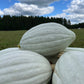 Hopi Pale Grey, Squash