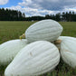 Hopi Pale Grey, Squash