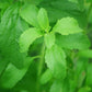 Stevia Leaf Powder