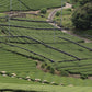 Samidori Single Cultivar Matcha
