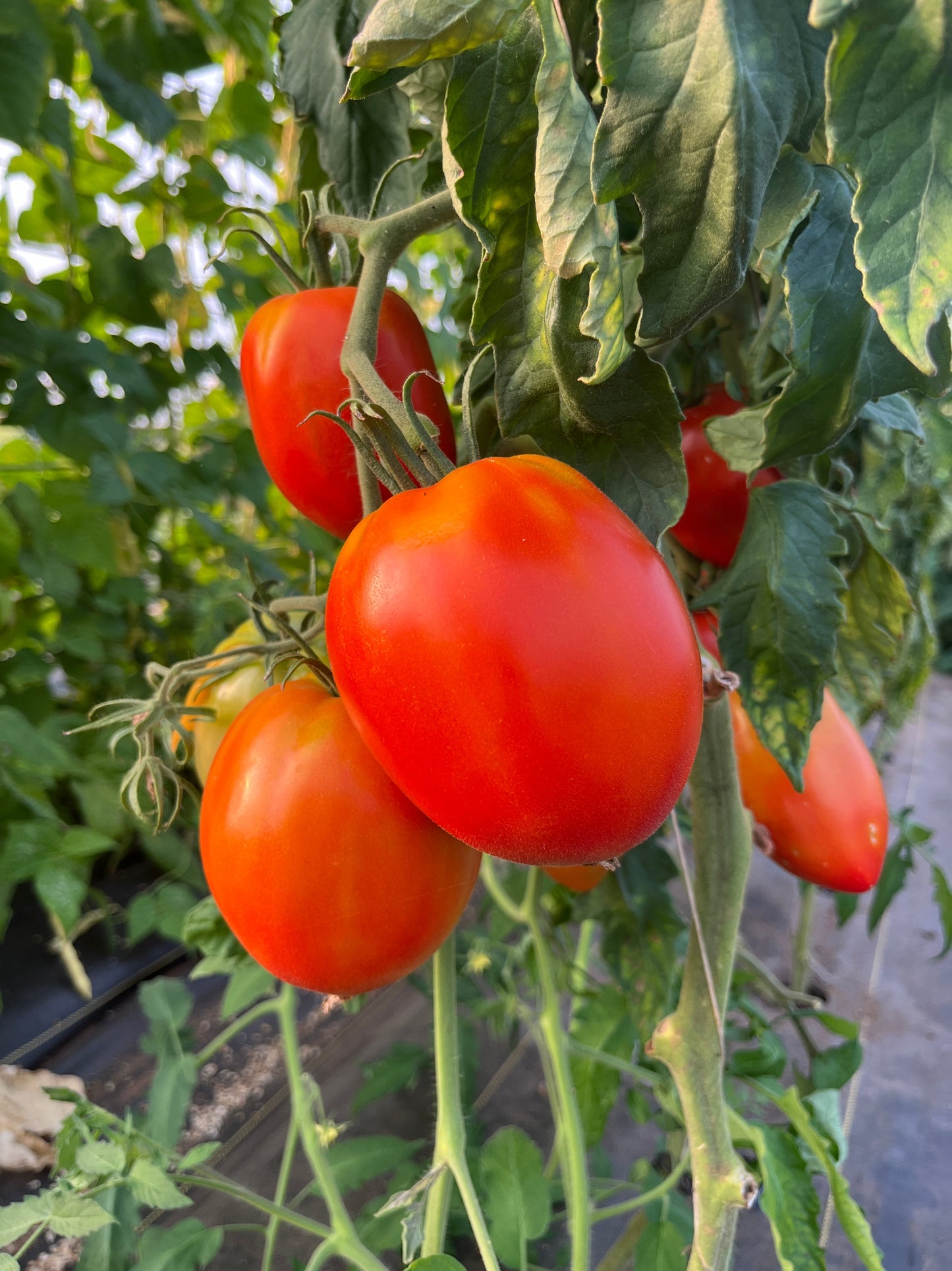 Amish Paste, Tomato
