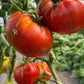 Andrew Rahart's Jumbo, Tomato