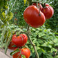 Andrew Rahart's Jumbo, Tomato