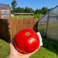 Andrew Rahart's Jumbo, Tomato