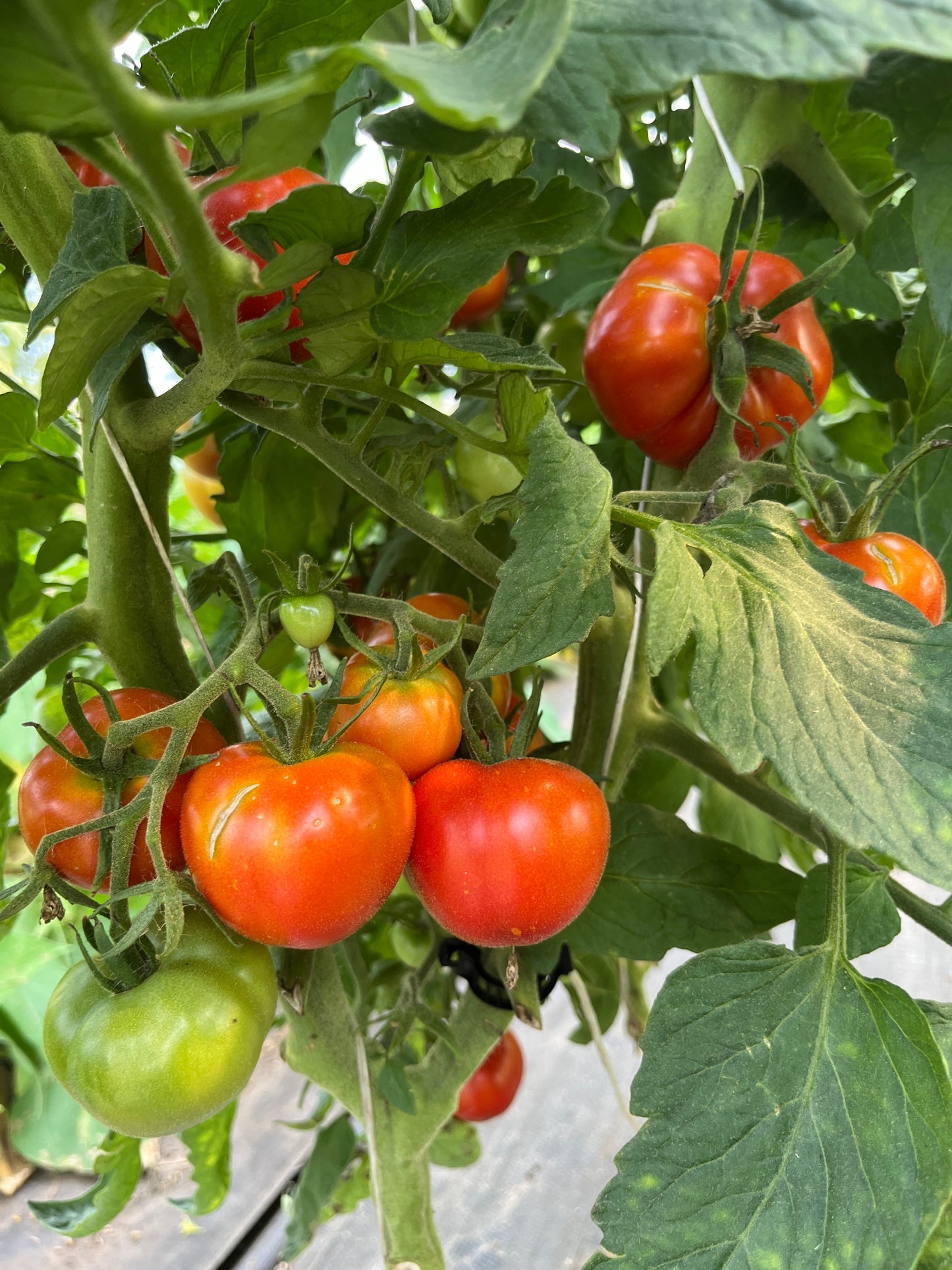 Arctic Blum, Tomato