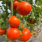 Atkinson, Tomato